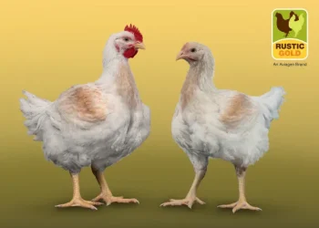 Aviagen Rustic Gold Receives RSPCA Approval