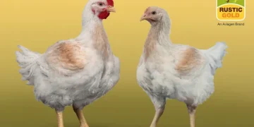 Aviagen Rustic Gold Receives RSPCA Approval