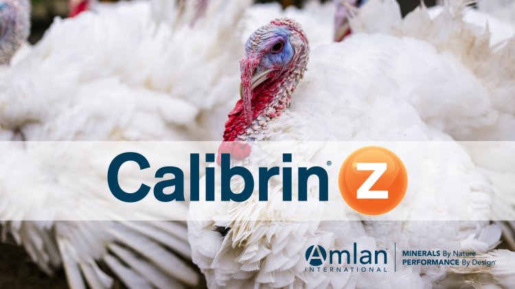Feeding Calibrin®-Z Results In Improved Key Performance In Turkeys