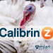 Feeding Calibrin®-Z Results In Improved Key Performance In Turkeys