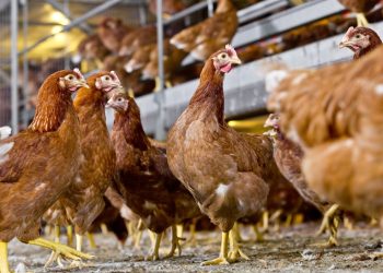 Strategic Partnership between Vepymo and Maatman Opfok B.V.