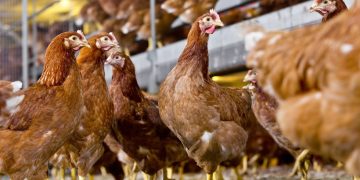 Strategic Partnership between Vepymo and Maatman Opfok B.V.