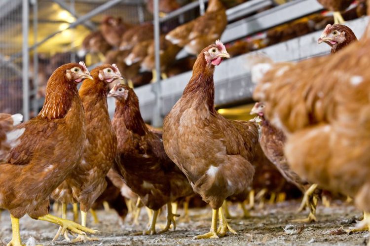 Strategic Partnership between Vepymo and Maatman Opfok B.V.