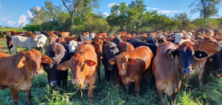 STRONG RECOVERY ON RADAR FOR LIVESTOCK’ IN PARAGUAY AS BEEF EXPORTS INCREASE IN 2024