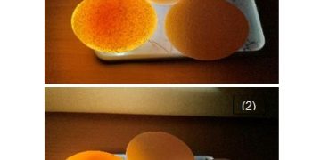 From Bones to Shells