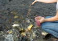 Maximizing Efficiency: Key to Supporting Aquaculture Feed Conversion