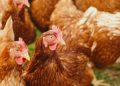 Mycotoxicosis a big Threat to poultry