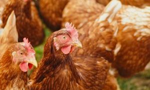 Mycotoxicosis a big Threat to poultry