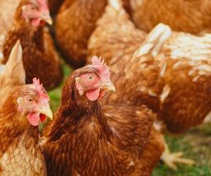 Mycotoxicosis a big Threat to poultry