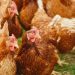 Mycotoxicosis a big Threat to poultry