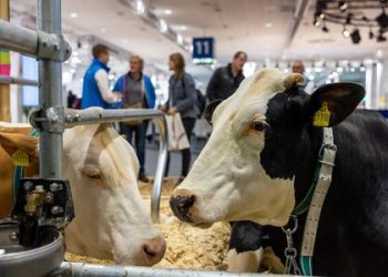 EuroTier 2024: Showcase for innovative animal feed solutions