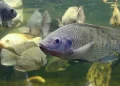 TechnoSpore® in Aquafeed—A Holistic Approach to Improving Fish Production.