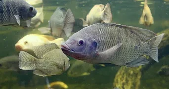 TechnoSpore® in Aquafeed—A Holistic Approach to Improving Fish Production.