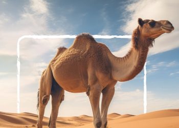 ADAFSA Collaborating Centre for Camel Diseases reaffirms its leadership in camel disease research globally
