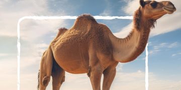 ADAFSA Collaborating Centre for Camel Diseases reaffirms its leadership in camel disease research globally