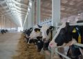 The UAE’s first-of-its-kind organic dairy farm in Sharjah raises sustainability benchmarks with Tetra Pak Solutions