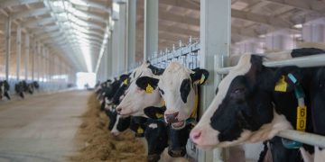 The UAE’s first-of-its-kind organic dairy farm in Sharjah raises sustainability benchmarks with Tetra Pak Solutions
