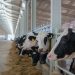 The UAE’s first-of-its-kind organic dairy farm in Sharjah raises sustainability benchmarks with Tetra Pak Solutions