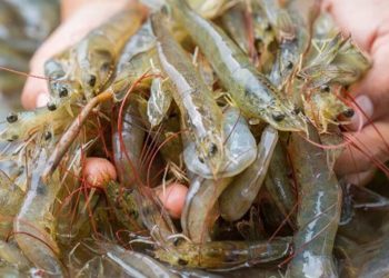 dsm-firmenich extends Sustell™ environmental footprinting platform to shrimp industry