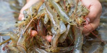 dsm-firmenich extends Sustell™ environmental footprinting platform to shrimp industry