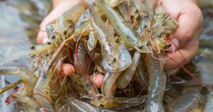 dsm-firmenich extends Sustell™ environmental footprinting platform to shrimp industry