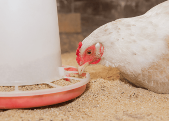 NOVUS Shares How Feed Can Negatively Impact Nutrition and Performance