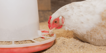 NOVUS Shares How Feed Can Negatively Impact Nutrition and Performance