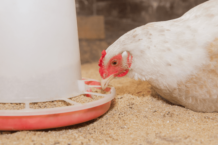 NOVUS Shares How Feed Can Negatively Impact Nutrition and Performance
