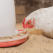 NOVUS Shares How Feed Can Negatively Impact Nutrition and Performance