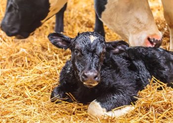 Dry and Transition Cow Management