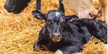 Dry and Transition Cow Management