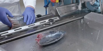 Transforming tuna processing