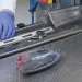 Transforming tuna processing