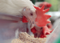 Al Ghurair Foods breaks ground on broiler farm in Abu Dhabi
