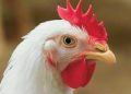 VECTOR VACCINE ADDRESSES EVOLVING VELOGENIC NEWCASTLE DISEASE VIRUS STRAINS