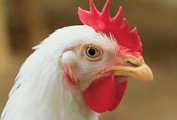 VECTOR VACCINE ADDRESSES EVOLVING VELOGENIC NEWCASTLE DISEASE VIRUS STRAINS