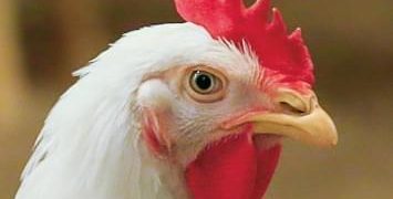VECTOR VACCINE ADDRESSES EVOLVING VELOGENIC NEWCASTLE DISEASE VIRUS STRAINS