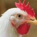 VECTOR VACCINE ADDRESSES EVOLVING VELOGENIC NEWCASTLE DISEASE VIRUS STRAINS