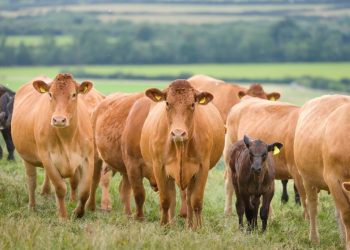 5 expert tips to get suckler cows fit with a cattle bolus