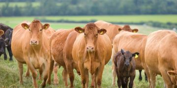 5 expert tips to get suckler cows fit with a cattle bolus