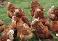 Early detection remains the key for avian influenza outbreak