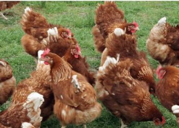 Early detection remains the key for avian influenza outbreak