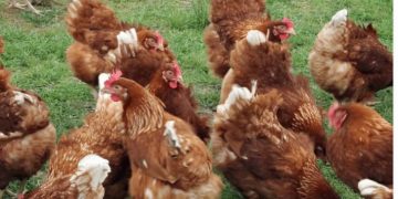 Early detection remains the key for avian influenza outbreak