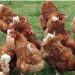 Early detection remains the key for avian influenza outbreak