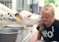 KLAREMELK: YOUR PARTNER FOR YOUNG ANIMAL NUTRITION