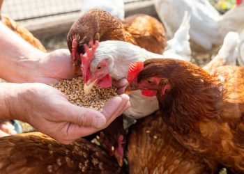 Feed prices on the rise, can alternative feed materials be used for chicken diets?