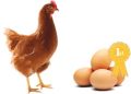 Improving the egg shell stability of older laying hens
