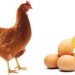 Improving the egg shell stability of older laying hens