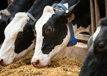 Successful transition cow management with data