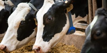 Successful transition cow management with data